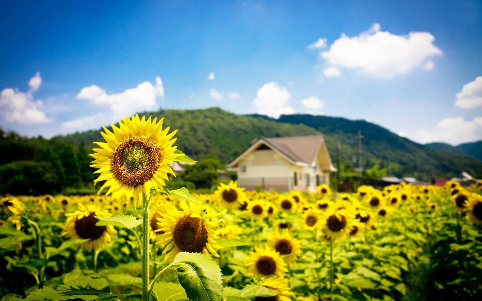 Sunflower-Green-Field-in-Mountain-Pics-low